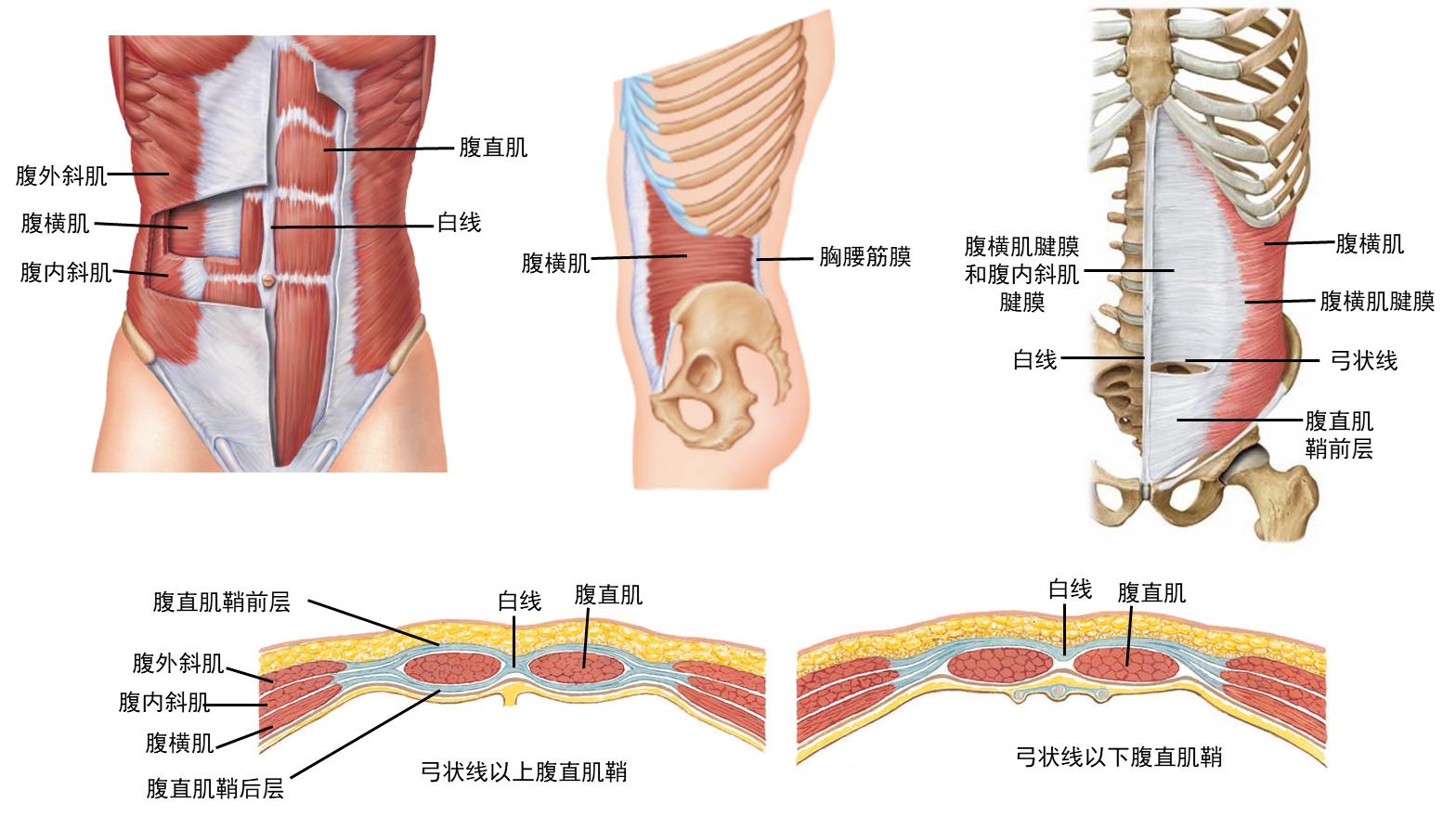 腹横肌1.jpg